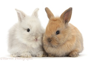 Two Baby Lionhead x Lop bunnies