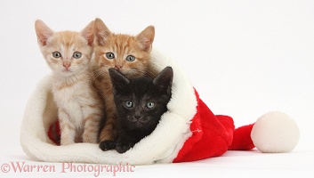Three kittens, 5 weeks old, in a Santa hat