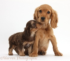 Cute Daxiedoodle and Golden Cocker Spaniel puppies