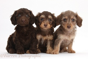 Three cute Daxiedoodle pups