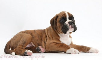 Cute Boxer puppy lying with head up