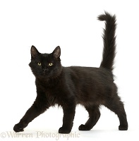 Fluffy black kitten, 12 weeks old, walking across