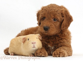 Red F1b Goldendoodle puppy and yellow Guinea pig