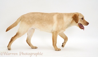 Young yellow Labrador Retriever