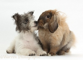 Jack Russell x Westie pup and fluffy Lop rabbit