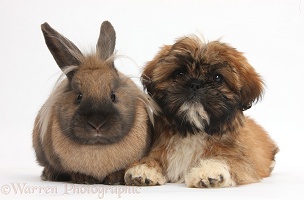 Brown Shih-tzu pup and rabbit