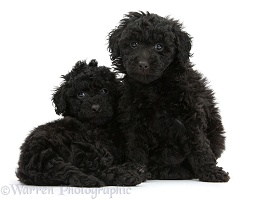 Two black toy Labradoodle puppies