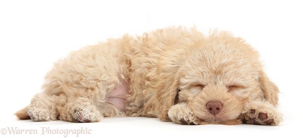 Cute sleepy toy Labradoodle puppy