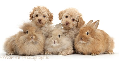 Two Toy Labradoodles and three fluffy bunnies