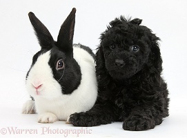Toy Labradoodle with rabbit