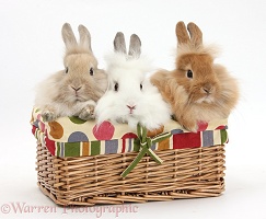 Three Lionhead-cross Bunnies in a basket