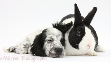 Sleepy black-and-white puppy with rabbit