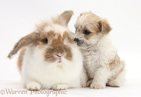 Cute Bichon x Yorkie pup and matching rabbit