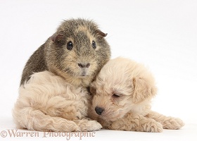 Cute Bichon x Yorkie pup and Guinea pig