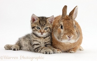 Cute tabby kitten with rabbit