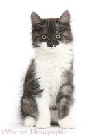 Dark silver-and-white kitten, sitting