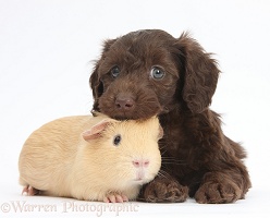 Cute chocolate Daxiedoodle puppy and yellow Guinea pig
