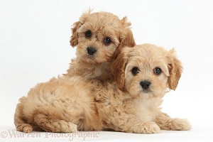 Two Cute Cavapoo puppies