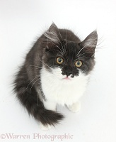 Dark silver-and-white kitten, sitting and looking up