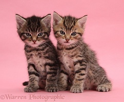 Cute tabby kittens, 6 weeks old, on pink background