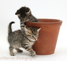 Cute tabby kittens with a flowerpot