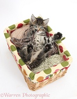Naughty tabby kitten in a wool basket