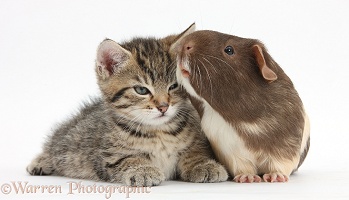 Cute tabby kitten and Guinea pig