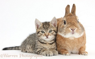 Cute tabby kitten with rabbit