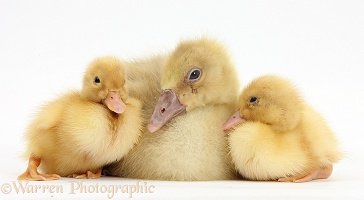 Yellow gosling and ducklings