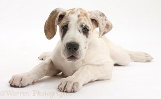 Great Dane puppy, lying stretched out