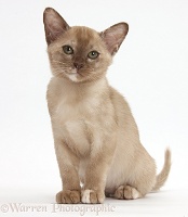 Burmese kitten sitting