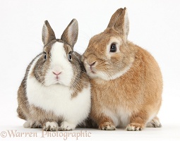 Netherland dwarf-cross rabbits