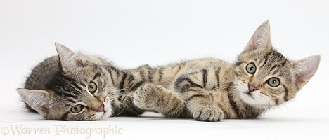Tabby kittens lying on their sides together
