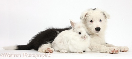 Border Collie pup with baby bunny