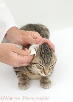 Vet listening wiping the ears of a tabby kitten