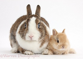 Netherland Dwarf rabbit and baby bunny