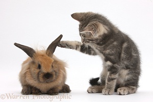 Tabby kitten with young rabbit