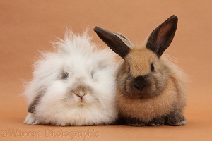 Two different rabbits on brown background
