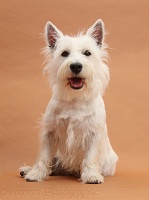 Westie lying with sitting on brown background