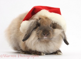 Comical Lionhead-Lop rabbit wearing a Santa hat