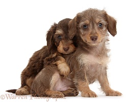 Two cute Daxiedoodle pups