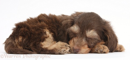 Cute Daxiedoodle puppy sleeping