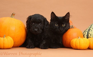 Black kitten and Daxiedoodle puppy with pumpkins