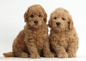 Cute F1b Goldendoodle puppies