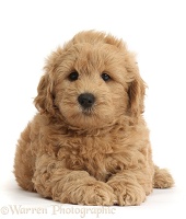 Cute F1b Goldendoodle puppy