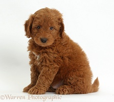 Cute red F1b Goldendoodle puppy sitting