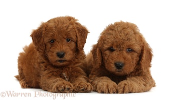 Cute F1b Goldendoodle puppies