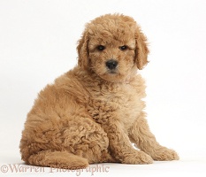 Cute F1b Goldendoodle puppy sitting