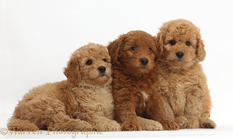 Three cute red F1b Goldendoodle puppies