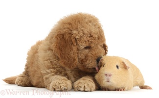 Cute F1b Goldendoodle puppy and yellow Guinea pig